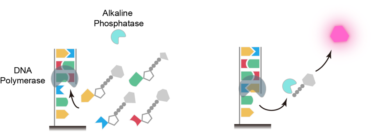 LumoSeq Technology